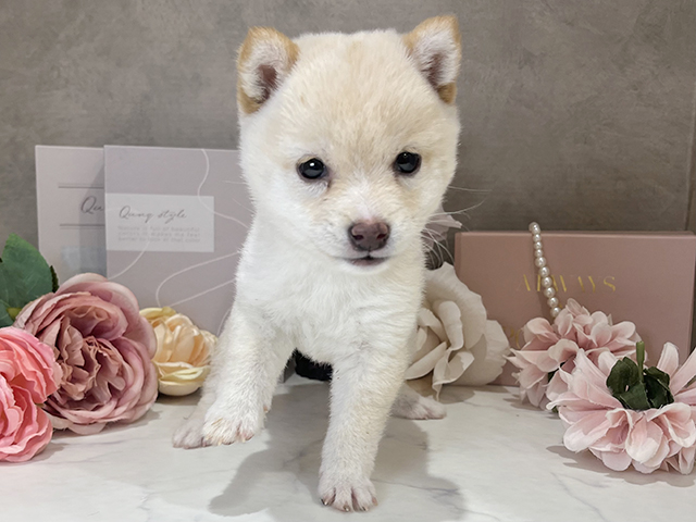 東京都の豆柴 (ペッツファースト新宿店/2025年5月13日生まれ/女の子/白)の子犬の1枚目の画像