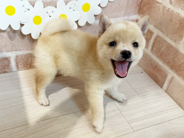静岡県の豆柴 (ペッツファースト富士南店/2025年5月13日生まれ/男の子/白)の子犬の2枚目の画像