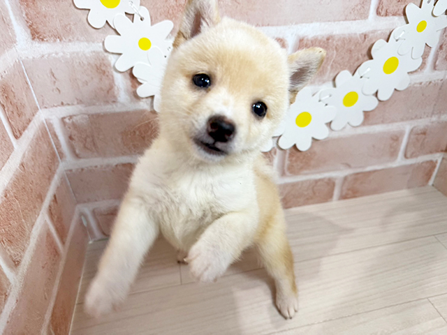 静岡県の豆柴 (ペッツファースト富士南店/2025年5月13日生まれ/男の子/白)の子犬の3枚目の画像