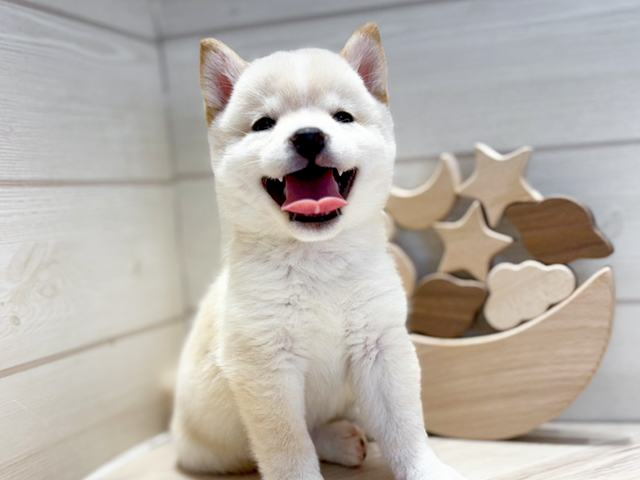 群馬県の豆柴 (ペッツファースト高崎店/2025年5月13日生まれ/女の子/白)の子犬の3枚目の画像