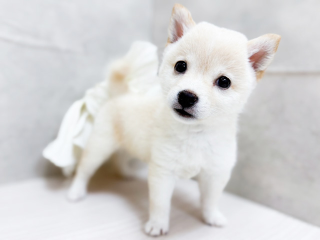 東京都の豆柴 (ペッツファースト恵比寿店/2025年5月11日生まれ/女の子/白)の子犬の2枚目の画像