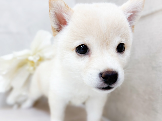 東京都の豆柴 (ペッツファースト恵比寿店/2025年5月11日生まれ/女の子/白)の子犬の3枚目の画像