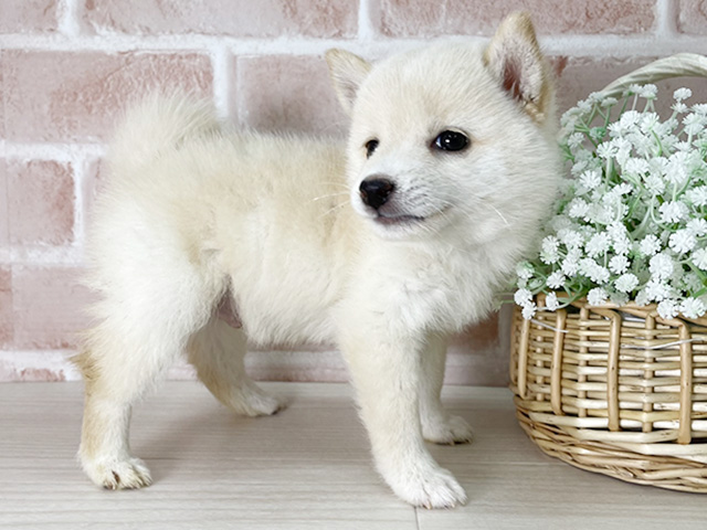 京都府の豆柴 (ペッツファースト京都店/2025年5月10日生まれ/男の子/白)の子犬の2枚目の画像