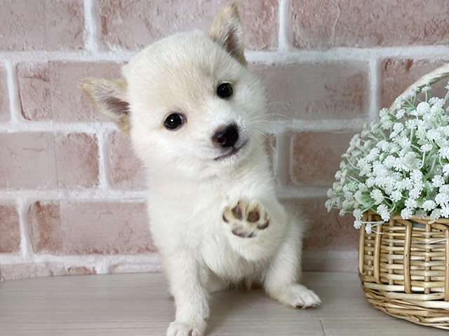 京都府の豆柴 (ペッツファースト京都店/2025年5月10日生まれ/男の子/白)の子犬の3枚目の画像