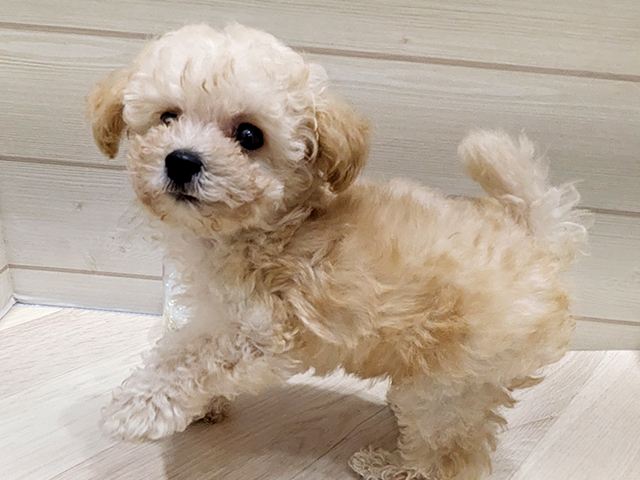 正規品♡トイプードル柄ネル上下セット♡クリーム トイプードル(トイ)のクリーム系の子犬を探す｜ブリーダー直販の