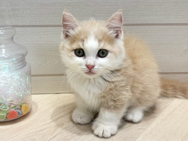 マンチカン