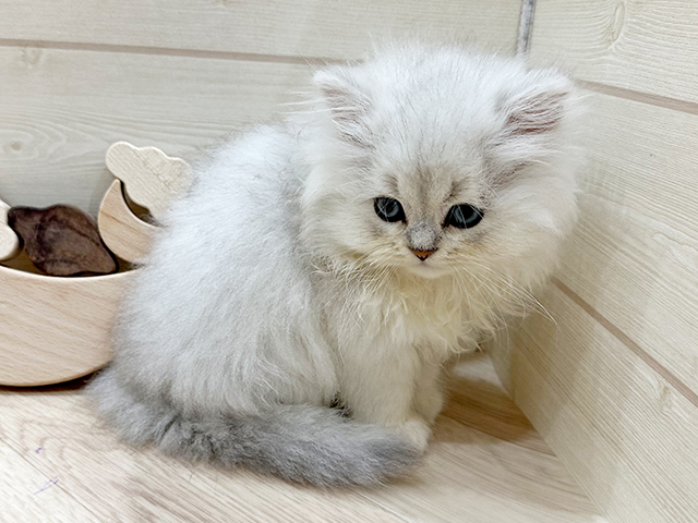 ペルシャ