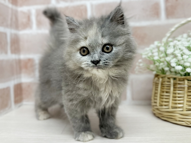 ブリティッシュ(ロングヘア), 性別 女の子, 誕生日 2025/05/12, 毛色 ブルークリーム, 出身 愛知県, 店舗 for cats武蔵小山店(東京都), お問い合わせ番号 2551748