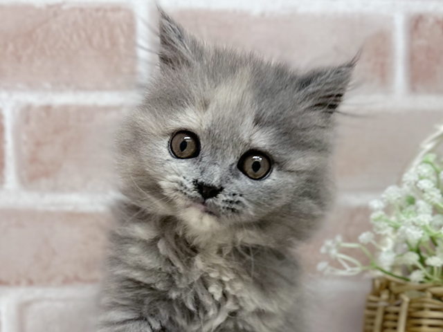 東京都のブリティッシュロングヘアー (ペッツファーストfor cats武蔵小山店/2025年5月12日生まれ/女の子/ブルークリーム)の子猫の3枚目の画像