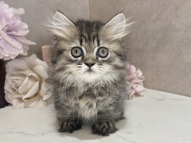 東京都のミヌエット (ペッツファースト新宿店/2025年5月11日生まれ/女の子/ブラウンタビー)の子猫の1枚目の画像