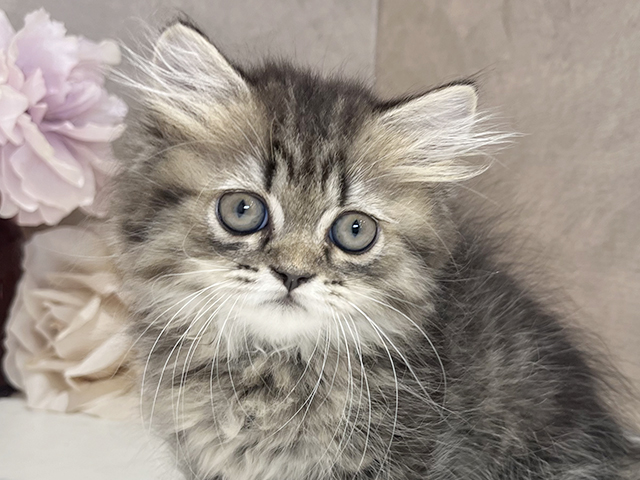 東京都のミヌエット (ペッツファースト新宿店/2025年5月11日生まれ/女の子/ブラウンタビー)の子猫の3枚目の画像