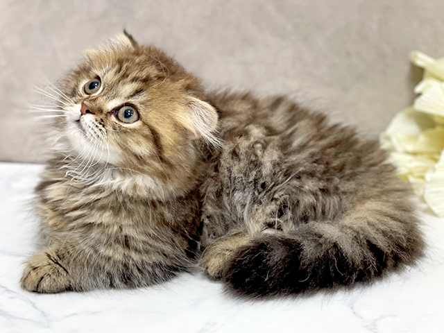 東京都のマンチカン (ペッツファースト池袋店/2025年5月12日生まれ/男の子/ブラウンタビー)の子猫の2枚目の画像