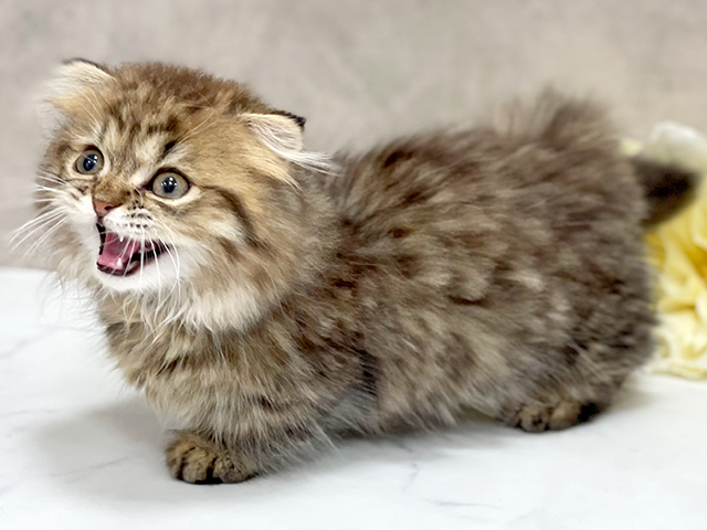 東京都のマンチカン (ペッツファースト池袋店/2025年5月12日生まれ/男の子/ブラウンタビー)の子猫の3枚目の画像