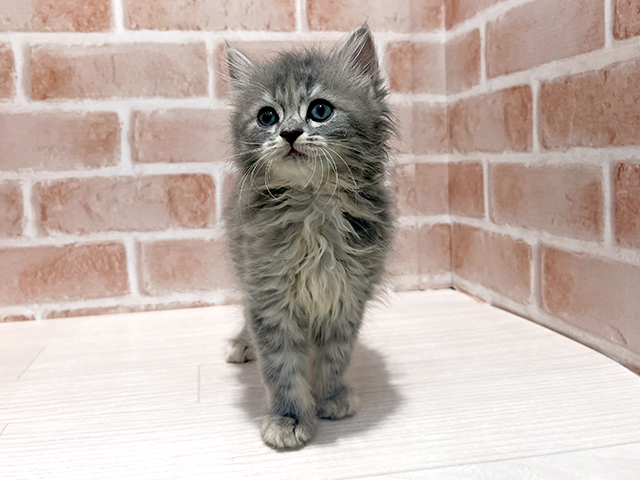 神奈川県のラガマフィン (ペッツファーストfor cats横浜元町店/2025年5月12日生まれ/女の子/ブルータビー)の子猫の1枚目の画像