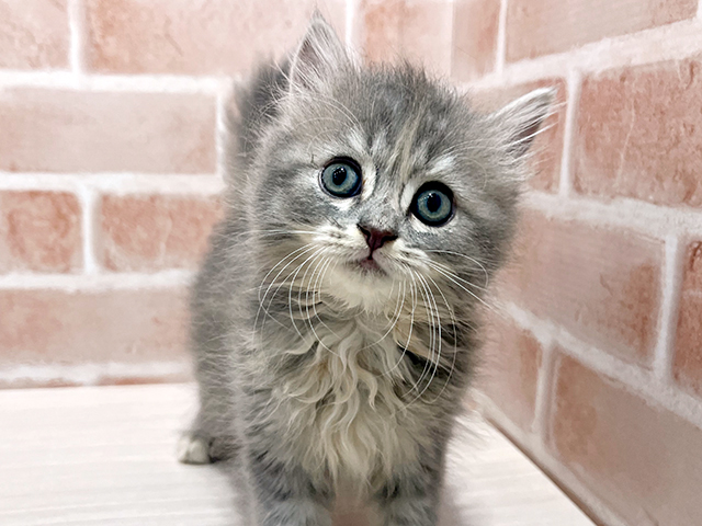 神奈川県のラガマフィン (ペッツファーストfor cats横浜元町店/2025年5月12日生まれ/女の子/ブルータビー)の子猫の3枚目の画像