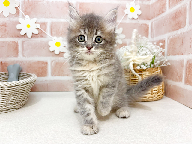 東京都のラガマフィン (ペッツファーストお台場店/2025年5月12日生まれ/女の子/ブルータビー)の子猫