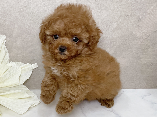 福岡県のタイニープードル (ペッツファースト福津店/2025年5月14日生まれ/男の子/レッド)の子犬の2枚目の画像