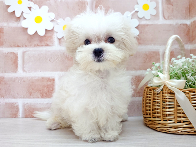 埼玉県のマルチーズ (ペッツファースト入間店/2025年5月13日生まれ/男の子/ホワイト)の子犬の1枚目の画像