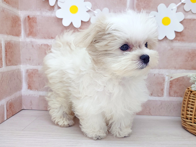 埼玉県のマルチーズ (ペッツファースト入間店/2025年5月13日生まれ/男の子/ホワイト)の子犬の2枚目の画像