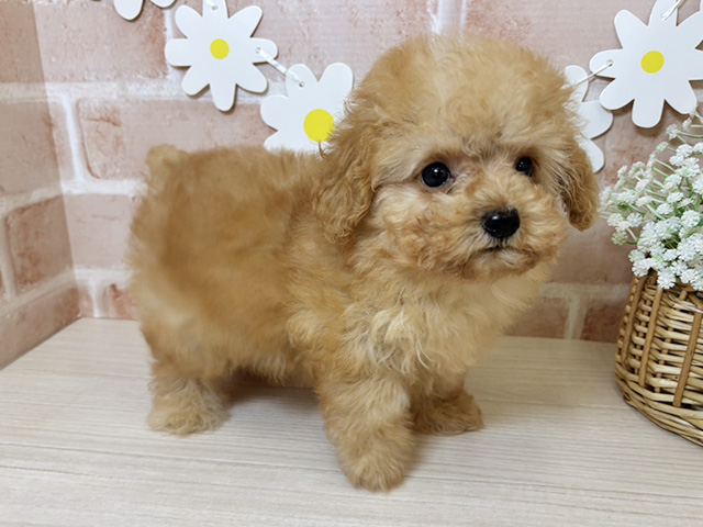 鹿児島県のタイニープードル (ペッツファースト鹿児島店/2025年5月13日生まれ/男の子/アプリコット)の子犬の2枚目の画像