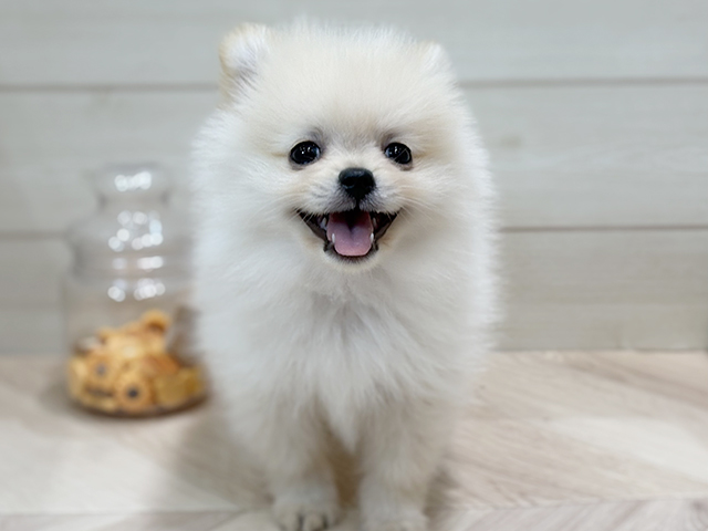 兵庫県のポメラニアン (ペッツファースト神戸元町店/2025年5月14日生まれ/男の子/クリーム)の子犬の1枚目の画像