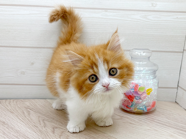 東京都のマンチカン (ペッツファースト渋谷店/2025年5月15日生まれ/女の子/レッドタビーホワイト)の子猫の1枚目の画像