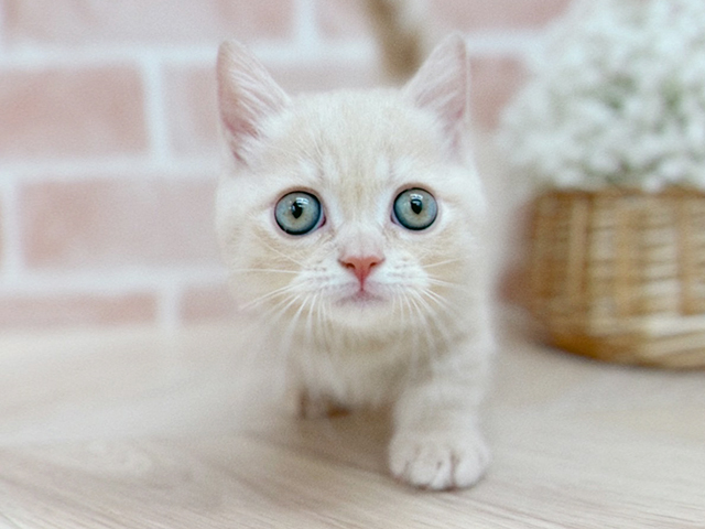 マンチカン