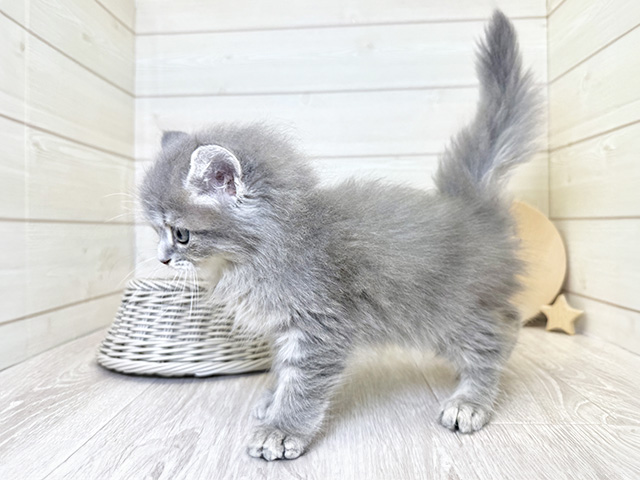 愛知県のサイベリアン (ペッツファースト大高店/2025年5月15日生まれ/女の子/ブルータビー)の子猫の2枚目の画像