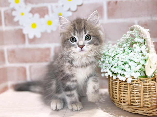 岡山県のサイベリアン (ペッツファースト倉敷店/2025年5月13日生まれ/男の子/ブルータビー)の子猫の1枚目の画像