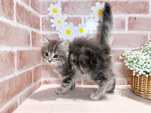 岡山県のサイベリアン (ペッツファースト倉敷店/2025年5月13日生まれ/男の子/ブルータビー)の子猫の2枚目の画像