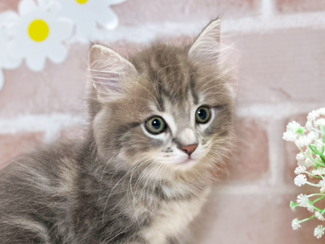 岡山県のサイベリアン (ペッツファースト倉敷店/2025年5月13日生まれ/男の子/ブルータビー)の子猫の3枚目の画像