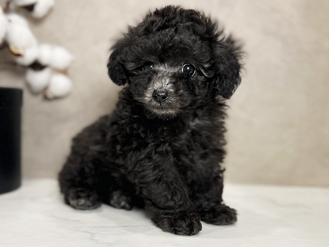 東京都のタイニープードル (ペッツファースト青山店/2025年5月15日生まれ/女の子/シルバー)の子犬の1枚目の画像