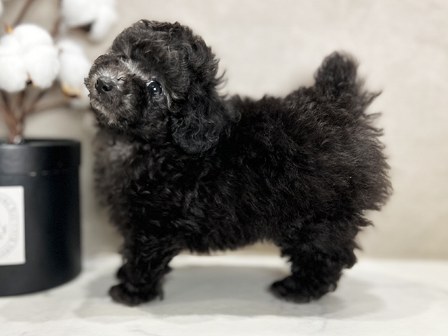 東京都のタイニープードル (ペッツファースト青山店/2025年5月15日生まれ/女の子/シルバー)の子犬の2枚目の画像