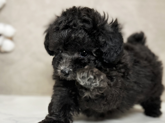東京都のタイニープードル (ペッツファースト青山店/2025年5月15日生まれ/女の子/シルバー)の子犬の3枚目の画像