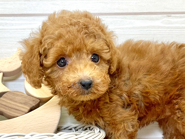 愛知県のタイニープードル (ペッツファースト大高店/2025年5月15日生まれ/男の子/レッド)の子犬の3枚目の画像