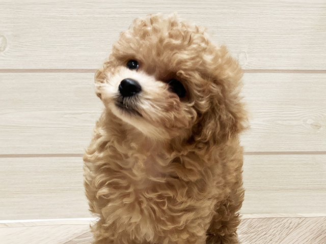 東京都のタイニープードル (ペッツファースト豊洲店/2025年5月15日生まれ/女の子/アプリコット)の子犬の3枚目の画像