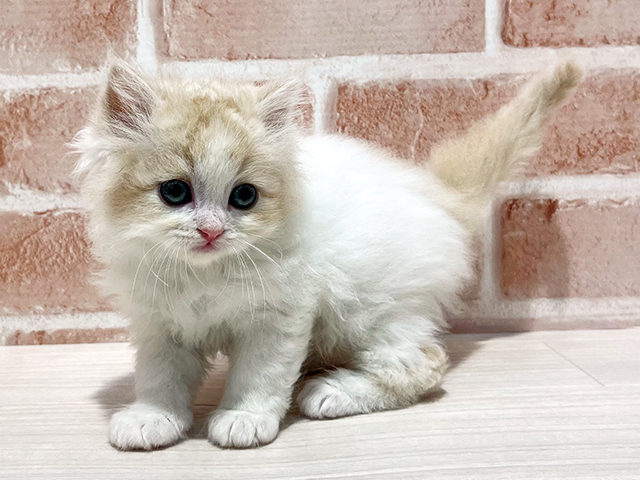 神奈川県のスコティッシュフォールド (ペッツファーストfor cats横浜元町店/2025年5月16日生まれ/男の子/クリームホワイト)の子猫の2枚目の画像