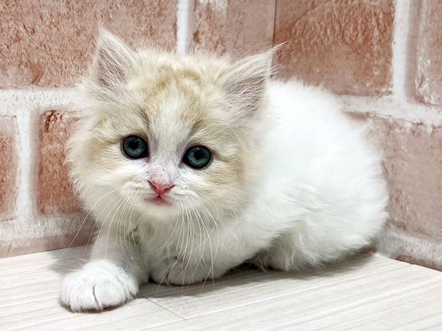 神奈川県のスコティッシュフォールド (ペッツファーストfor cats横浜元町店/2025年5月16日生まれ/男の子/クリームホワイト)の子猫の3枚目の画像