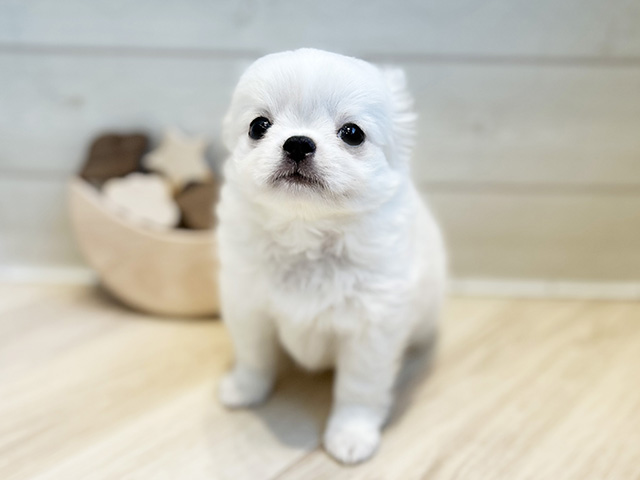 チワペキ