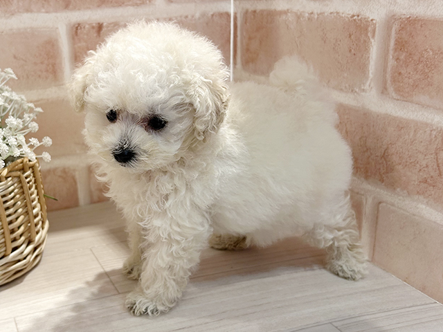 東京都のトイプードル(トイ) (ペッツファースト町田店/2025年5月18日生まれ/女の子/クリーム)の子犬の2枚目の画像