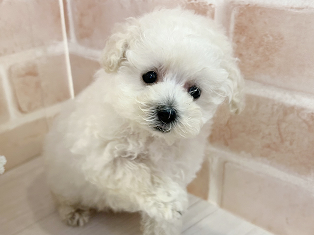 東京都のトイプードル(トイ) (ペッツファースト町田店/2025年5月18日生まれ/女の子/クリーム)の子犬の3枚目の画像