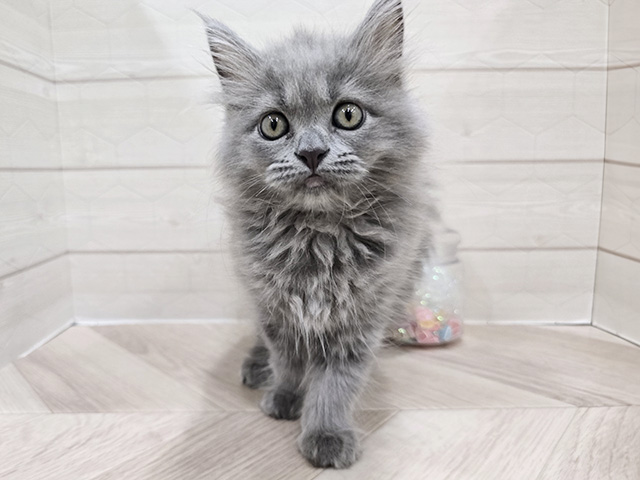 東京都のサイベリアン (ペッツファースト吉祥寺サンロード店/2025年5月15日生まれ/女の子/ブルー)の子猫