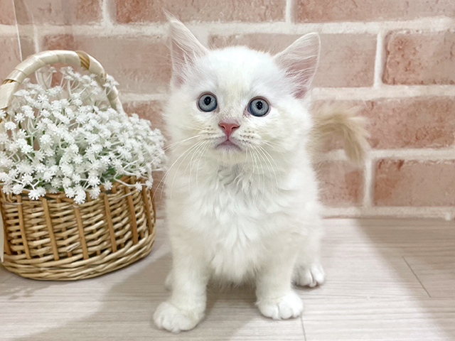 ネヴァマスカレード, 性別 男の子, 誕生日 2025/05/19, 毛色 レッドリンクスポイント, 出身 埼玉県, 店舗 for cats横浜元町店(神奈川県), お問い合わせ番号 2504134