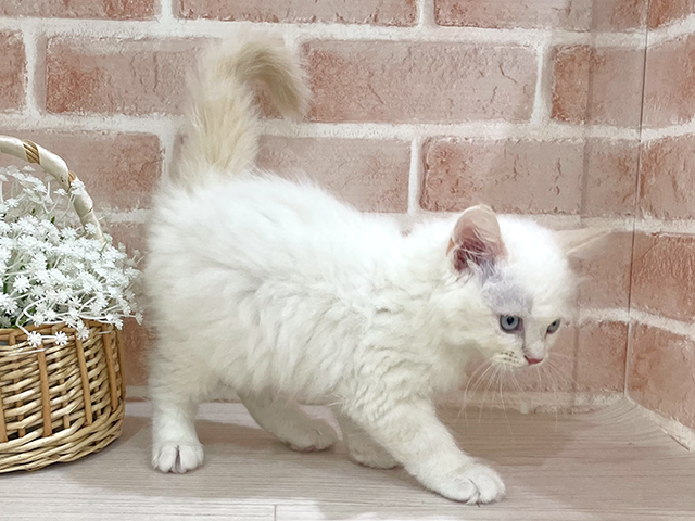 神奈川県のネヴァマスカレード (ペッツファーストfor cats横浜元町店/2025年5月19日生まれ/男の子/レッドリンクスポイント)の子猫の2枚目の画像