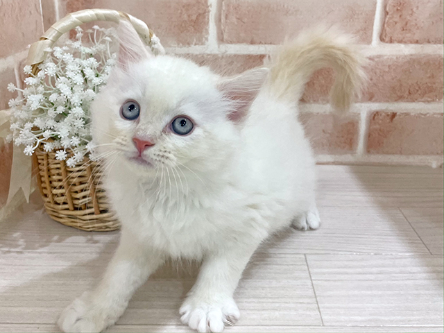 神奈川県のネヴァマスカレード (ペッツファーストfor cats横浜元町店/2025年5月19日生まれ/男の子/レッドリンクスポイント)の子猫の3枚目の画像