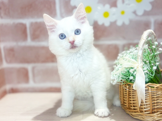 岡山県のネヴァマスカレード (ペッツファースト倉敷店/2025年5月19日生まれ/男の子/レッドリンクスポイント)の子猫の1枚目の画像