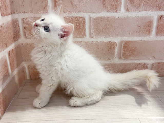 町田店 │ペッツファースト公式サイト