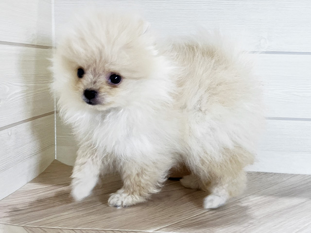 鳥取県のポメラニアン (ペッツファースト日吉津店/2025年5月19日生まれ/女の子/クリーム)の子犬の2枚目の画像