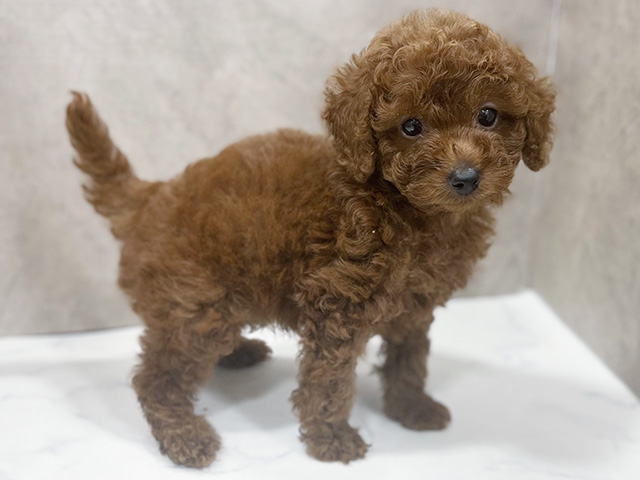 東京都のタイニープードル (ペッツファースト池袋店/2025年5月18日生まれ/女の子/レッド)の子犬の2枚目の画像