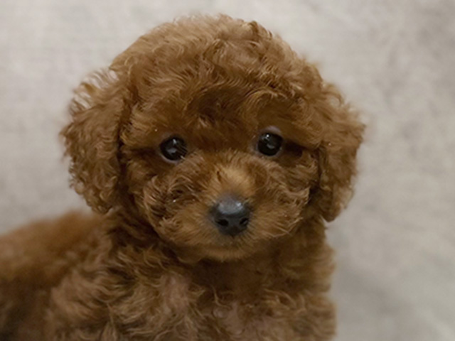 東京都のタイニープードル (ペッツファースト池袋店/2025年5月18日生まれ/女の子/レッド)の子犬の3枚目の画像
